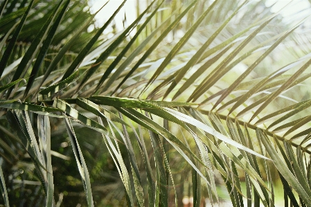 Tree nature grass branch Photo