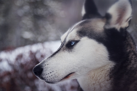 雪 冬天 狗 动物 照片