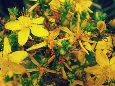 自然 花 植物 分野 写真