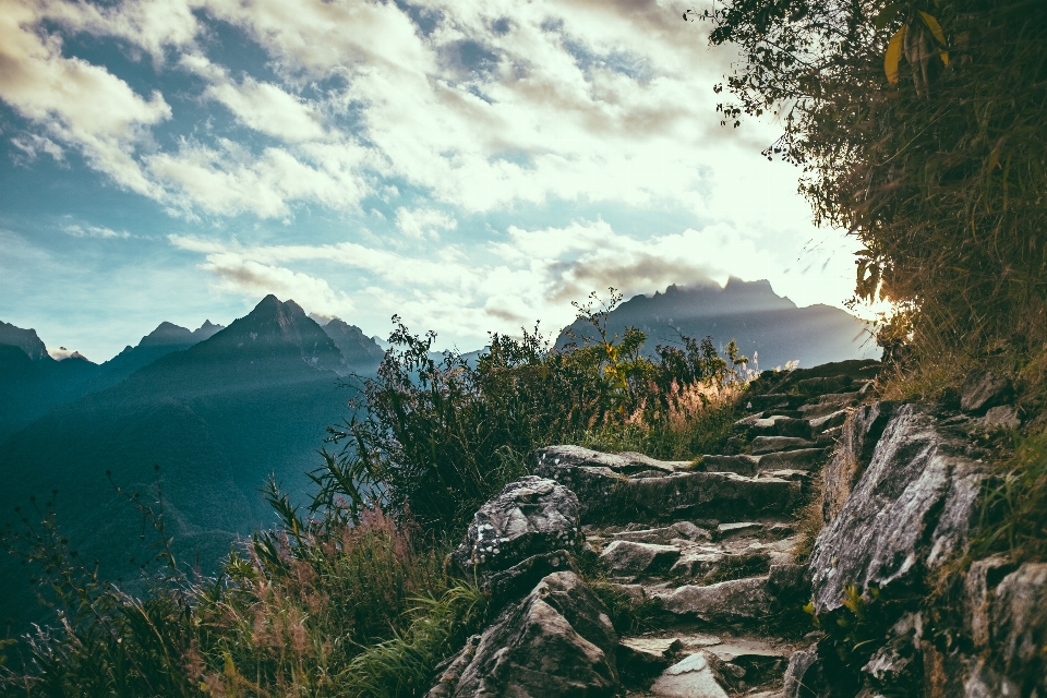 Paysage mer arbre nature