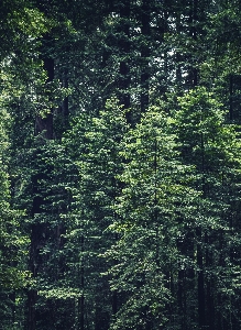 Foto árbol naturaleza bosque desierto
