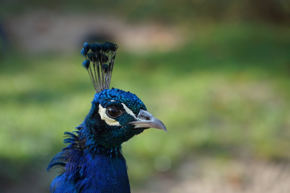 Naturaleza pájaro animal fauna silvestre