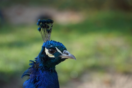 Foto Alam burung satwa margasatwa