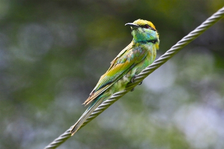 Nature branch bird wing Photo