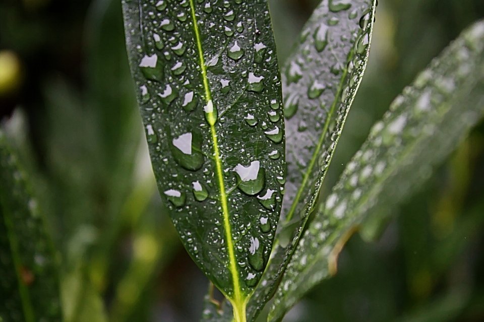 Water nature grass outdoor