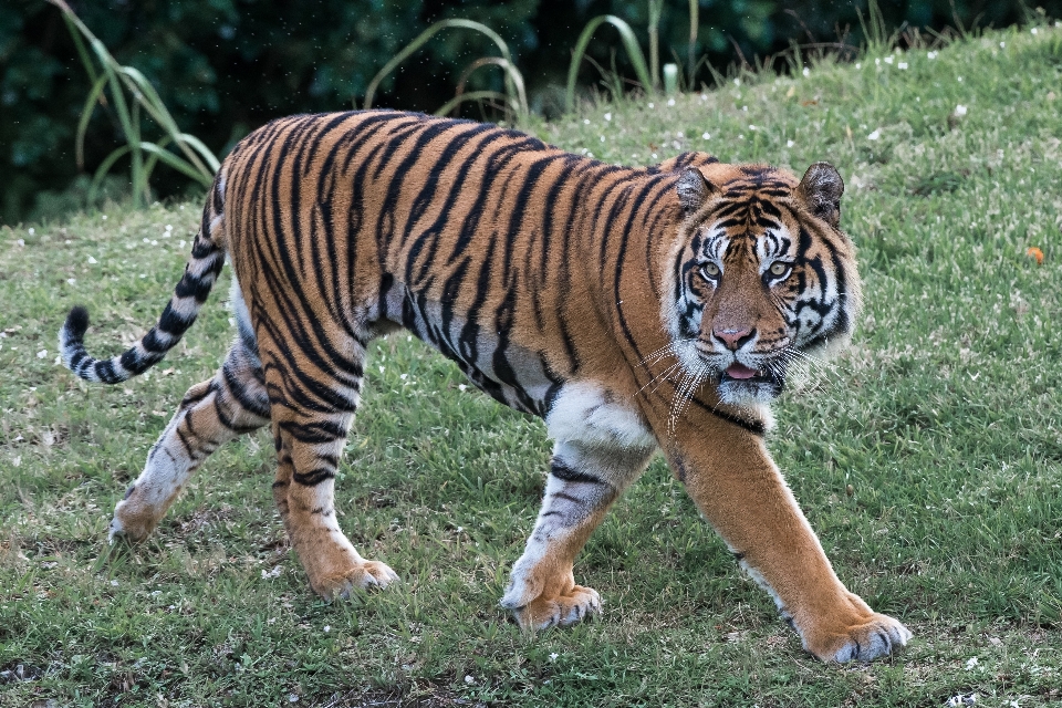 Animali selvatici zoo pelliccia gatto