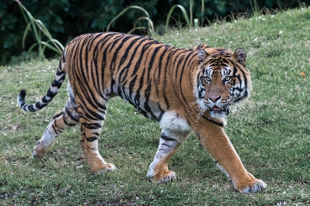 Foto Animali selvatici zoo pelliccia gatto