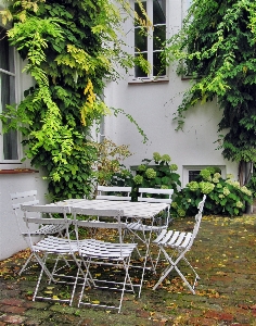 Tree plant house flower Photo