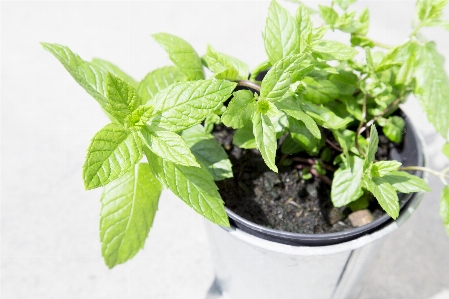 Plant flower pot food Photo