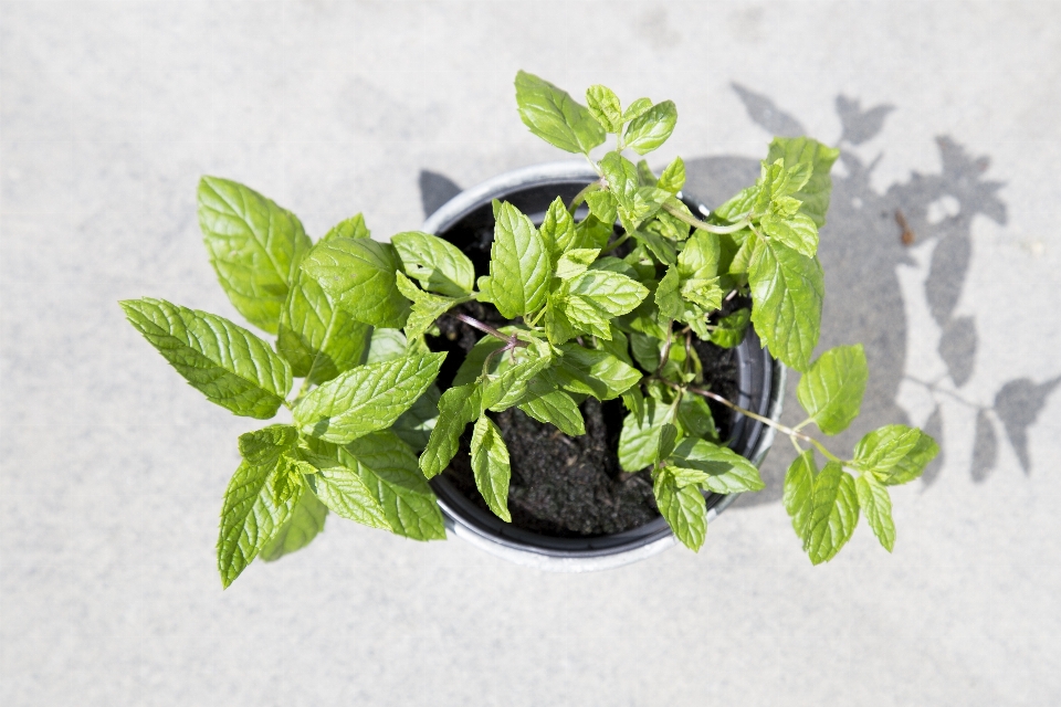 Planta hoja flor alimento