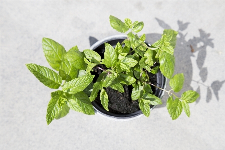 植物 叶子 花 食物 照片