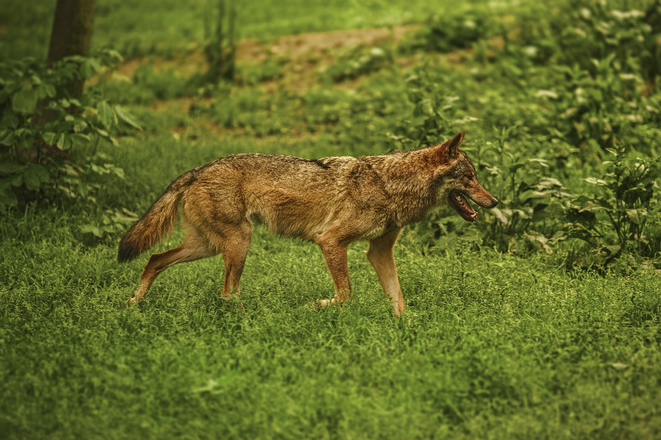 Nature herbe bois animal