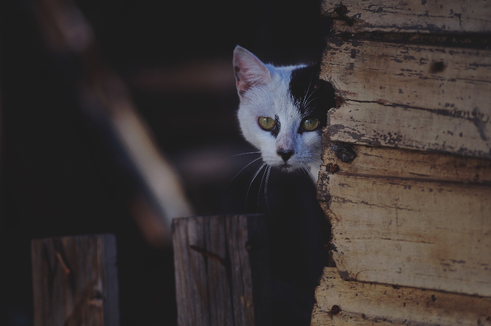 Animal cute pet kitten