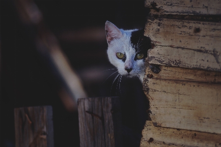 Animal cute pet kitten Photo