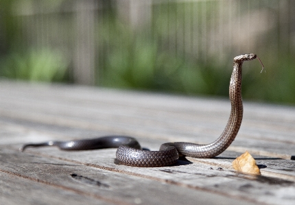 Foto Animal animais selvagens réptil fauna