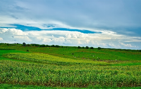 風景 自然 草 地平線 写真