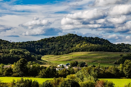 Landscape tree nature forest Photo