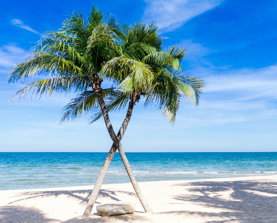 Plage mer côte arbre