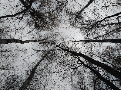 Photo Arbre forêt bifurquer neige