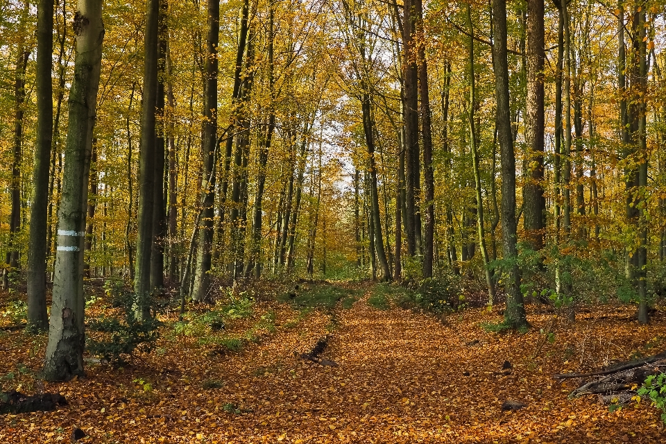 Krajobraz drzewo natura las