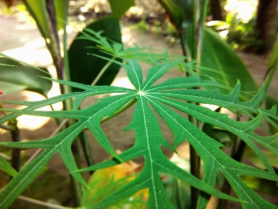 Foto Albero natura erba pianta