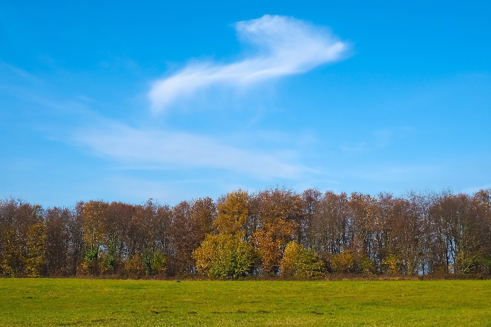 Paysage arbre nature forêt