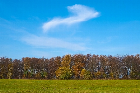 風景 木 自然 森 写真