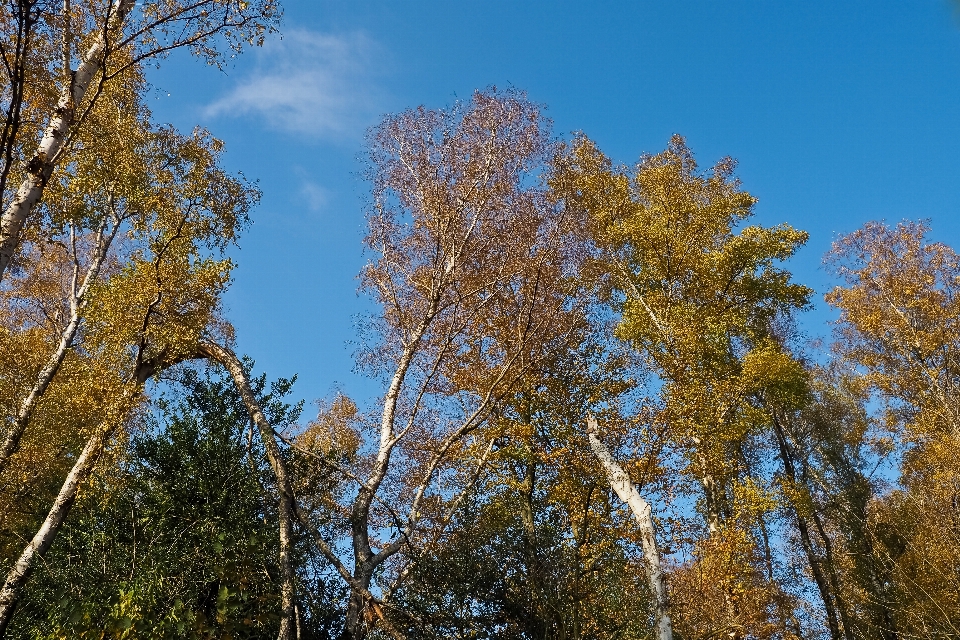 Landscape tree nature forest