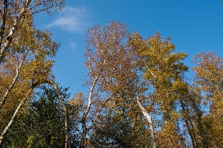 Landscape tree nature forest Photo