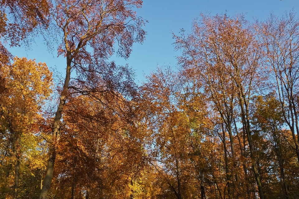 風景 木 自然 森