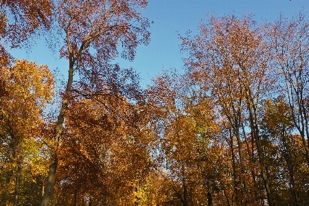 Landscape tree nature forest Photo