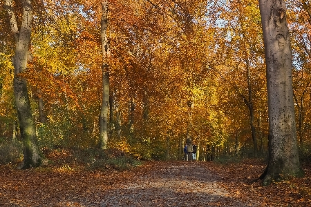 Landscape tree nature forest Photo