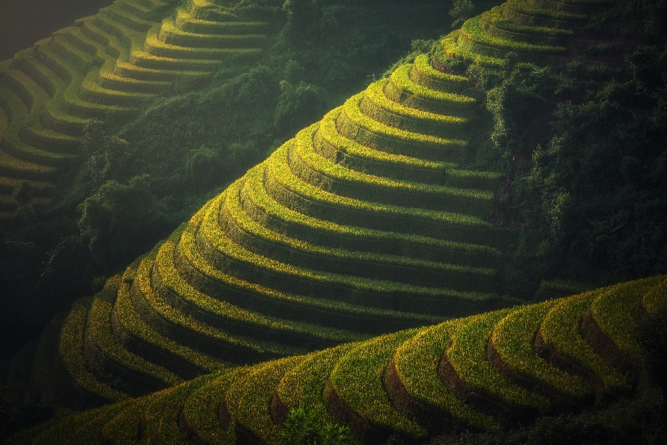 風景 自然 成長 植物