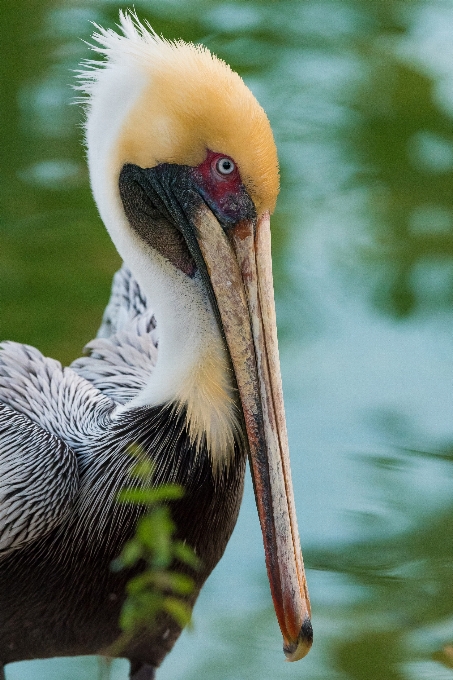 Naturaleza pájaro ala animal