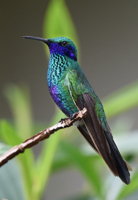 Nature oiseau aile vert