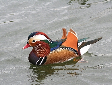 Bird wing lake male Photo