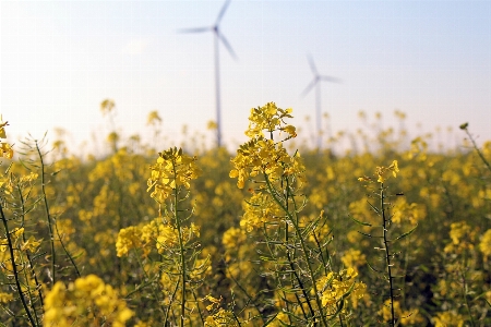 Natur anlage himmel feld Foto