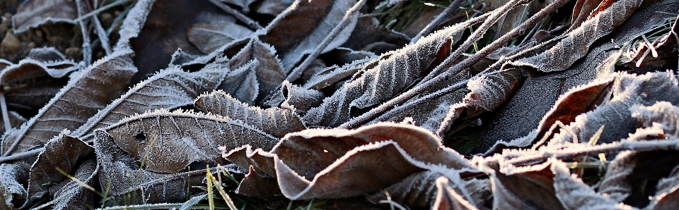 Baum natur wald zweig