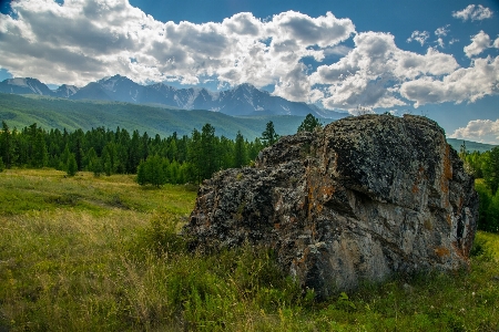 Foto Paesaggio albero natura erba