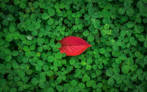 自然 草 概要 植物 写真