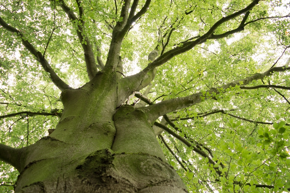 Albero natura foresta ramo