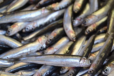 Fish sardine vertebrate milkfish Photo