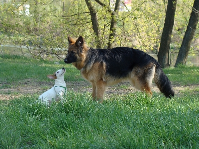 Hund tier park säugetier Foto