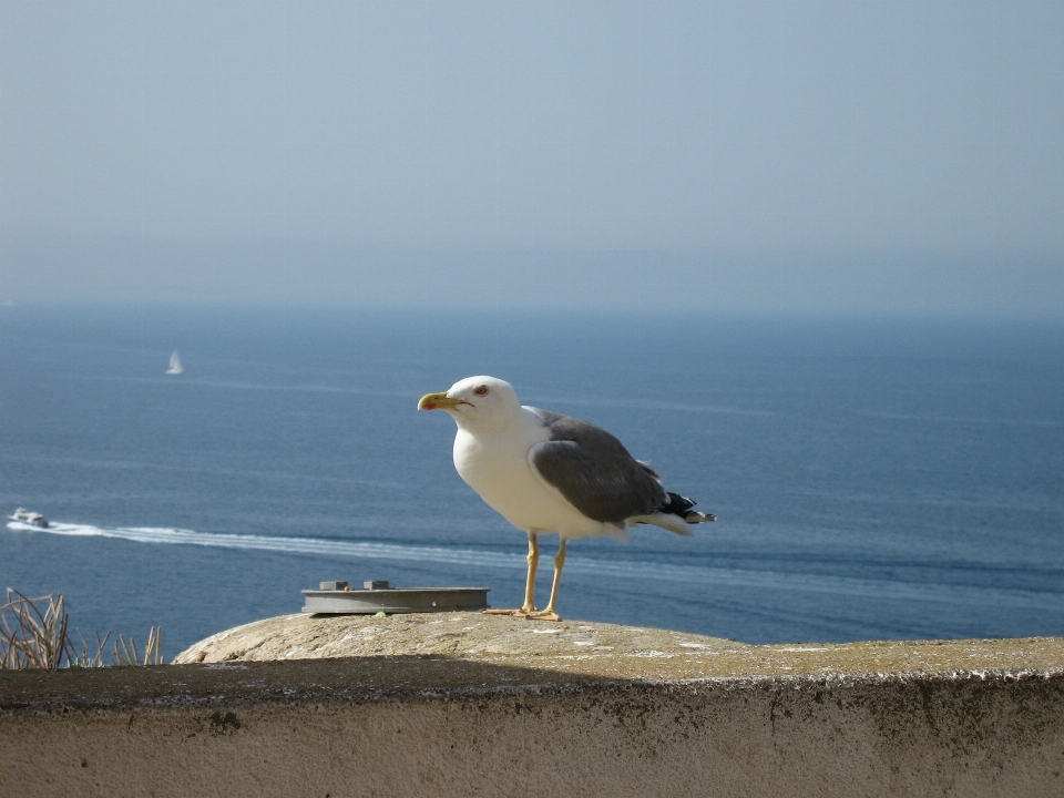 Praia mar costa areia