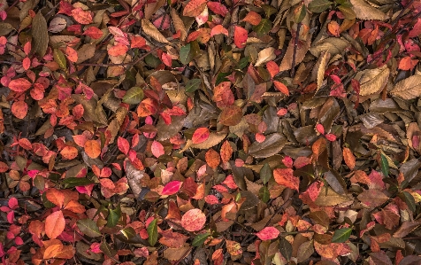 木 自然 ブランチ 植物 写真