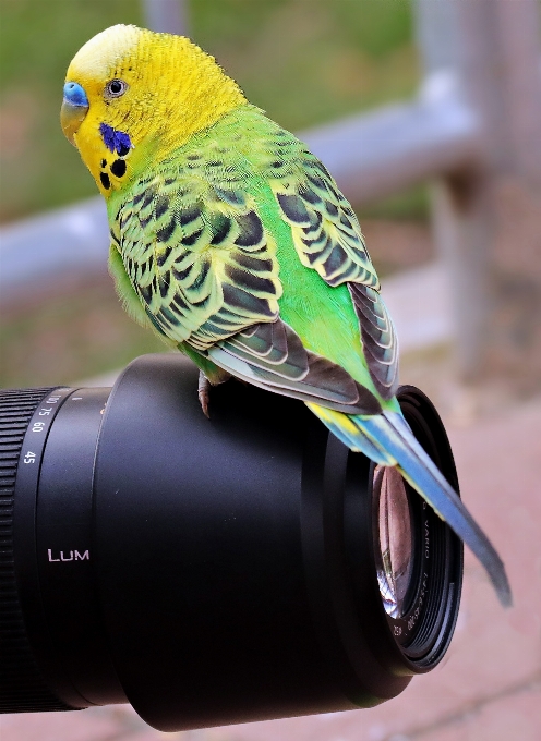 Vogel kamera tier niedlich