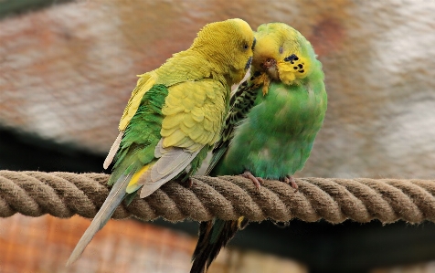 Photo Bifurquer oiseau aile animal