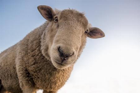 Grass field farm animal Photo