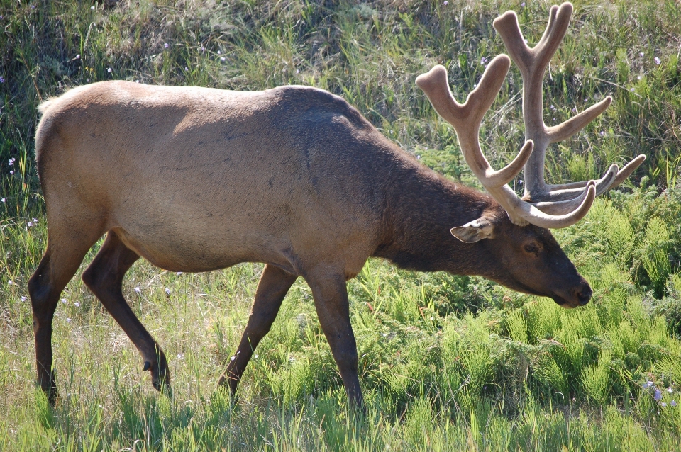 Nature région sauvage
 montagne animal