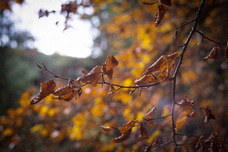 Baum natur wald zweig Foto